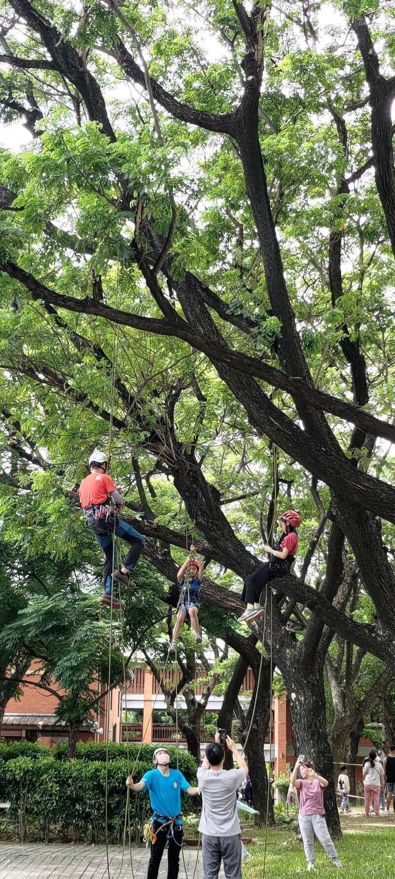 爬雨豆树体验城市生态 大小朋友看见不一样的高雄 自由时报电子报-Good Luck To You!