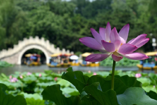 青岛大学的毕业典礼为什么那么火 尽管毕业很多年了，但每一年到了毕业季…-Good Luck To You!