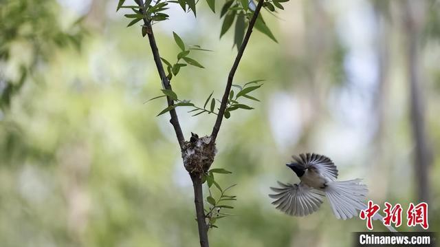 图集｜河南三门峡：“林中仙子”忙育雏-Good Luck To You!