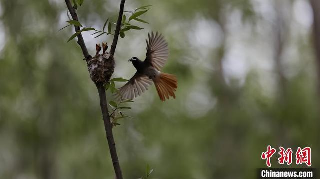 图集｜河南三门峡：“林中仙子”忙育雏-Good Luck To You!