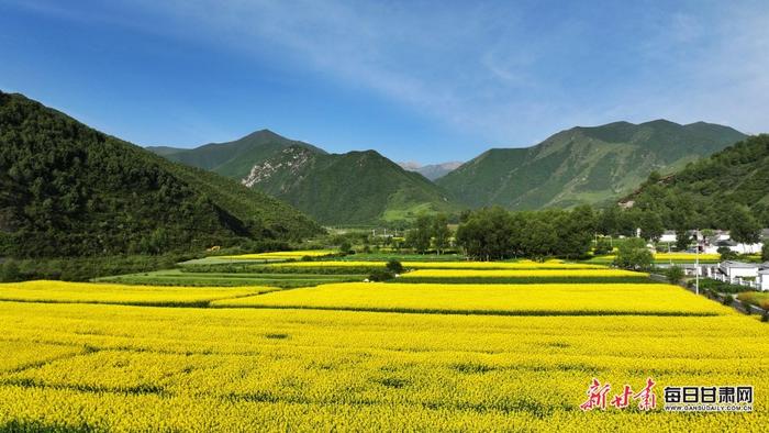 油菜花黄山峦翠 鹿鸣云卷清风徐 甘肃临夏关滩沟夏日美景“诱”人来-Good Luck To You!