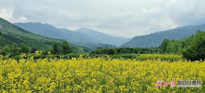 油菜花黄山峦翠 鹿鸣云卷清风徐 甘肃临夏关滩沟夏日美景“诱”人来-Good Luck To You!