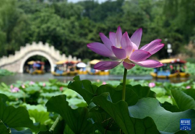 圆明园第二十九届荷花节开幕-Good Luck To You!