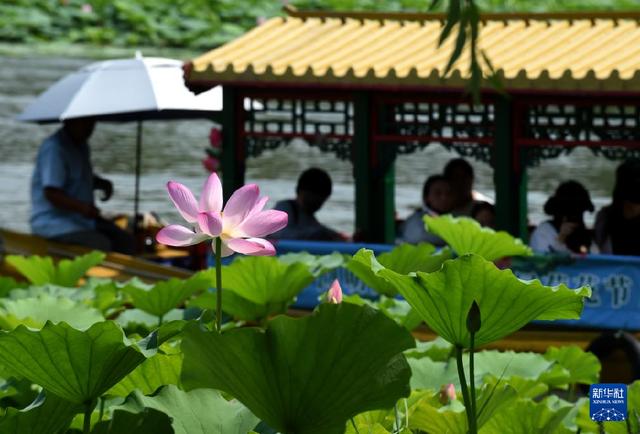 圆明园第二十九届荷花节开幕-Good Luck To You!