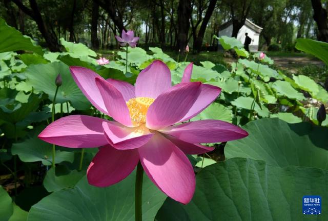 圆明园第二十九届荷花节开幕-Good Luck To You!