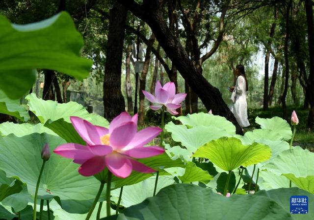 圆明园第二十九届荷花节开幕-Good Luck To You!