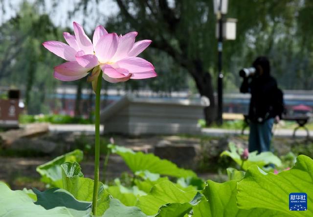 圆明园第二十九届荷花节开幕-Good Luck To You!