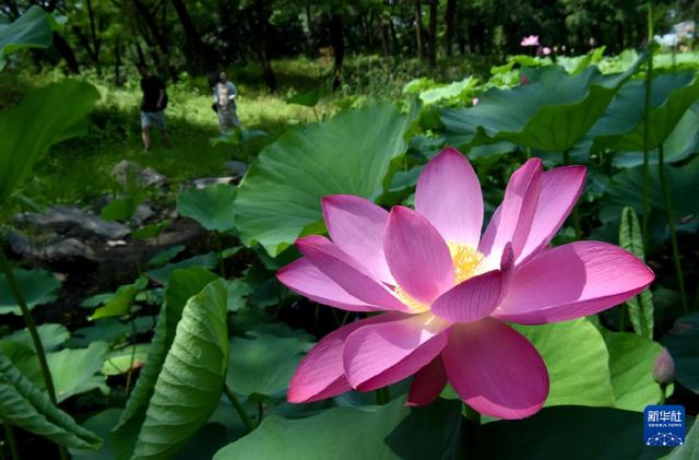 圆明园第二十九届荷花节开幕-Good Luck To You!