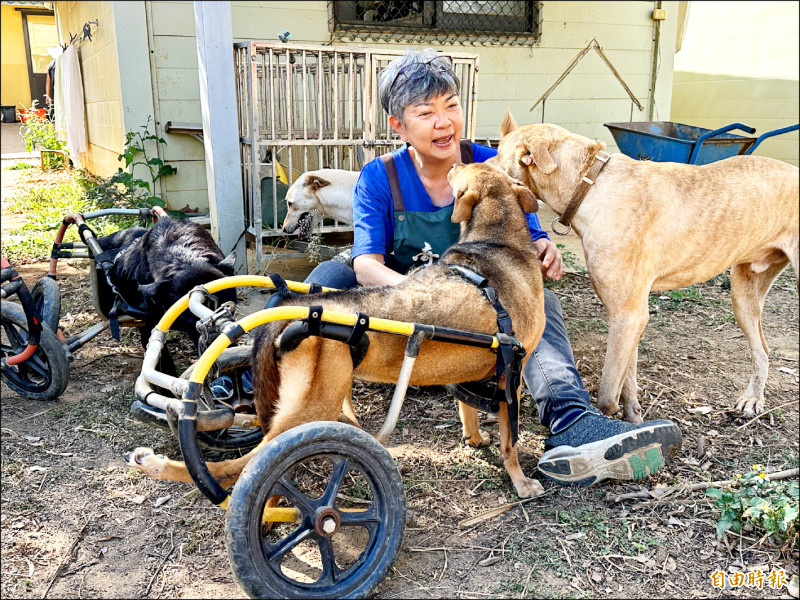 胡珍妮舍贵妇生活 收容伤残流浪犬 自由时报电子报-Good Luck To You!